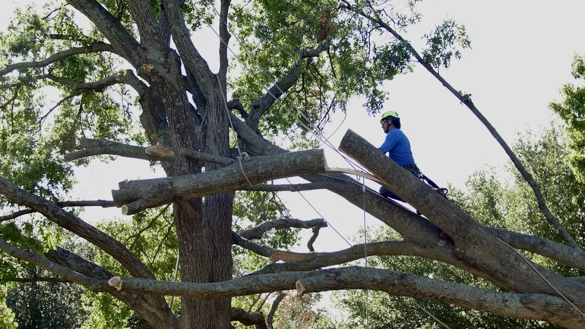 Professional Hazardous Tree Removal performed by certified arborists in Castleberry